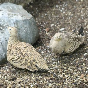 Chestnut-bellied sandgrouses