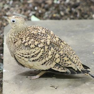 Chestnut-bellied sandgrouse