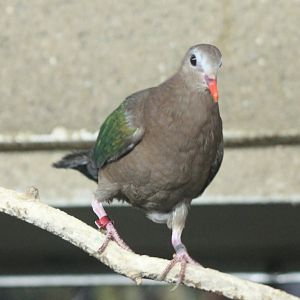 Emerald dove
