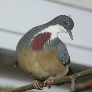 Bartlett's bleeding heart