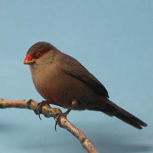 Common waxbill