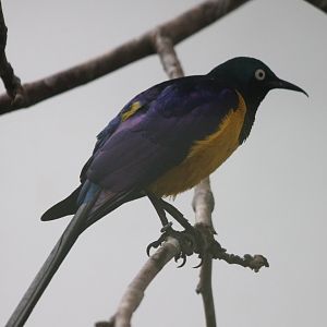 Golden-breasted starling