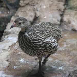 Yellow-throated francolin