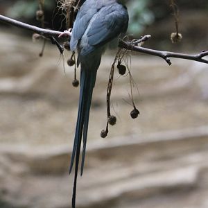 Blue-naped mousebird