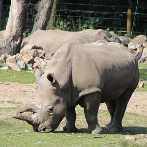 Southern white rhinos