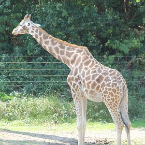 Rothschild giraffe