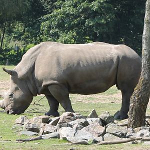 Southern white rhino