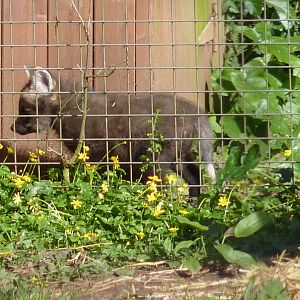 Maned Wolf pup, 5 April 2017