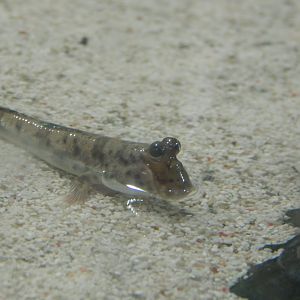 Blue Planet 18/08/16