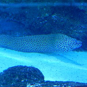 Blue Planet 18/08/16