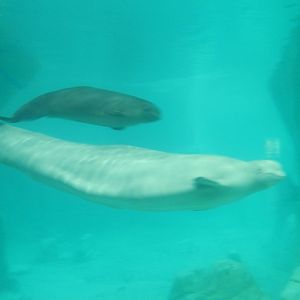 Beluga Whale