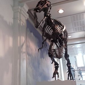 Gorgosaurus Skeleton Cast