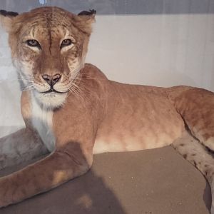 Tigon from Belle Vue