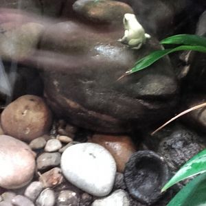 Golden Poison Dart Frog