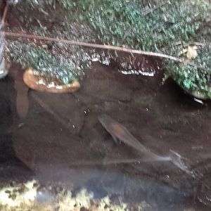 Fish in Mantella Viv