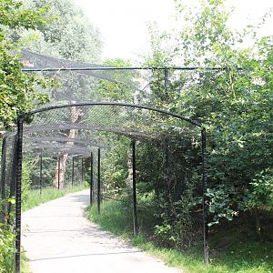 Owl-walk-through aviary