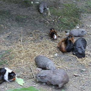 Guinea-pigs