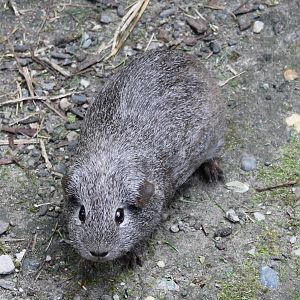 Guinea-pig