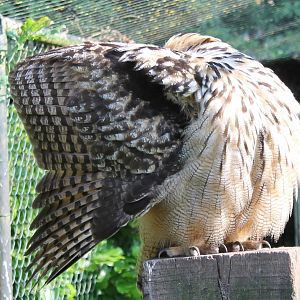 European eagle-owl -  Hiding ;)