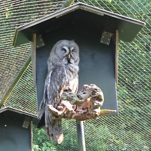 Great grey owl