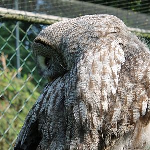 Great grey owl
