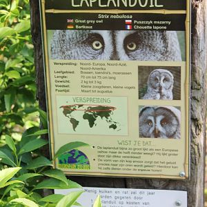 Sign Great grey owl