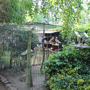 Enclosure Old Dutch capuchine