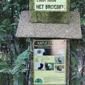 Sign Old Dutch capuchine