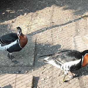 Red-breasted geese