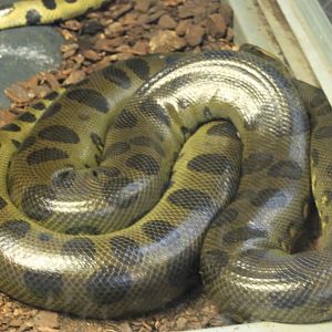 Green anaconda