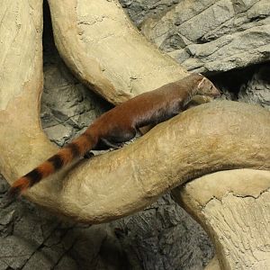 Ring-tailed mongoose