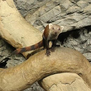 Ring-tailed mongoose