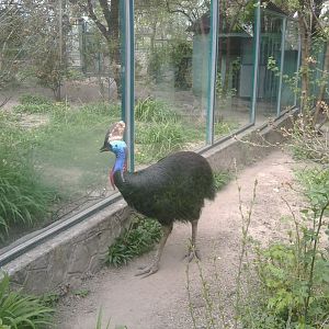 Southern cassowary