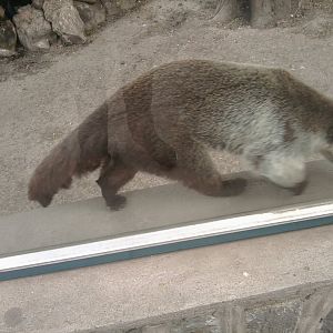 Coati