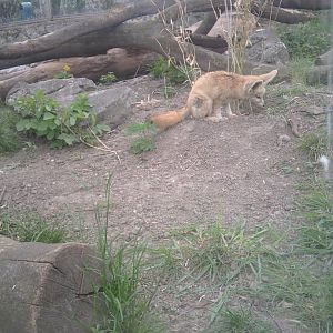 Fennec fox