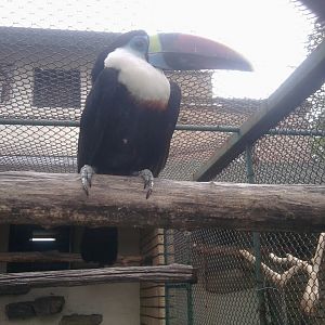 Red-billed toucan