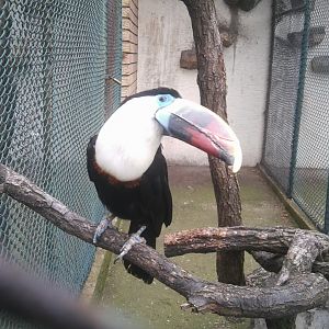Red-billed toucan