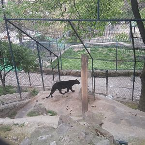 African leopard (black) (after signage)