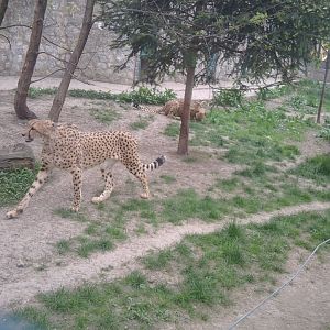 Cheetah