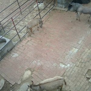 Abondaned big-cat complex, now with domestic donkey