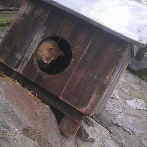 Jungle cat (swamp lynx)