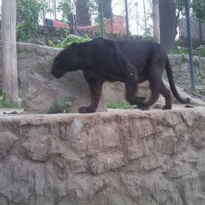 African leopard (after signage)