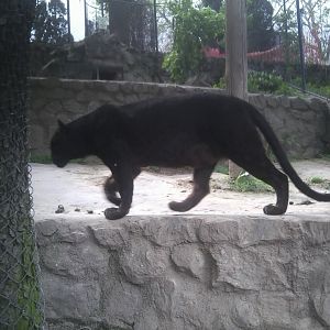 African leopard (after signage)