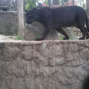 African leopard (after signage)