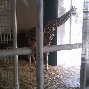 Reticulated giraffe