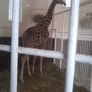 Reticulated giraffe