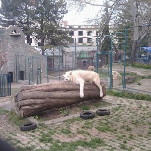 African lion (white)