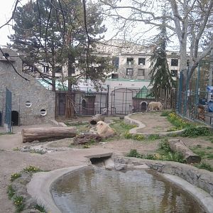 African lion (white)