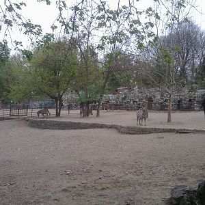 Grant's zebra enclosure