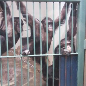 Chimpanzees (non-subspecific?)